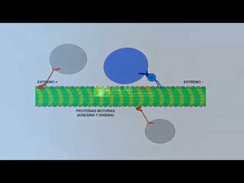 Video: ¿Cuál es la estructura y función de los microtúbulos?