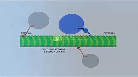 ¿Cuál es la función del microtúbulos en la célula?