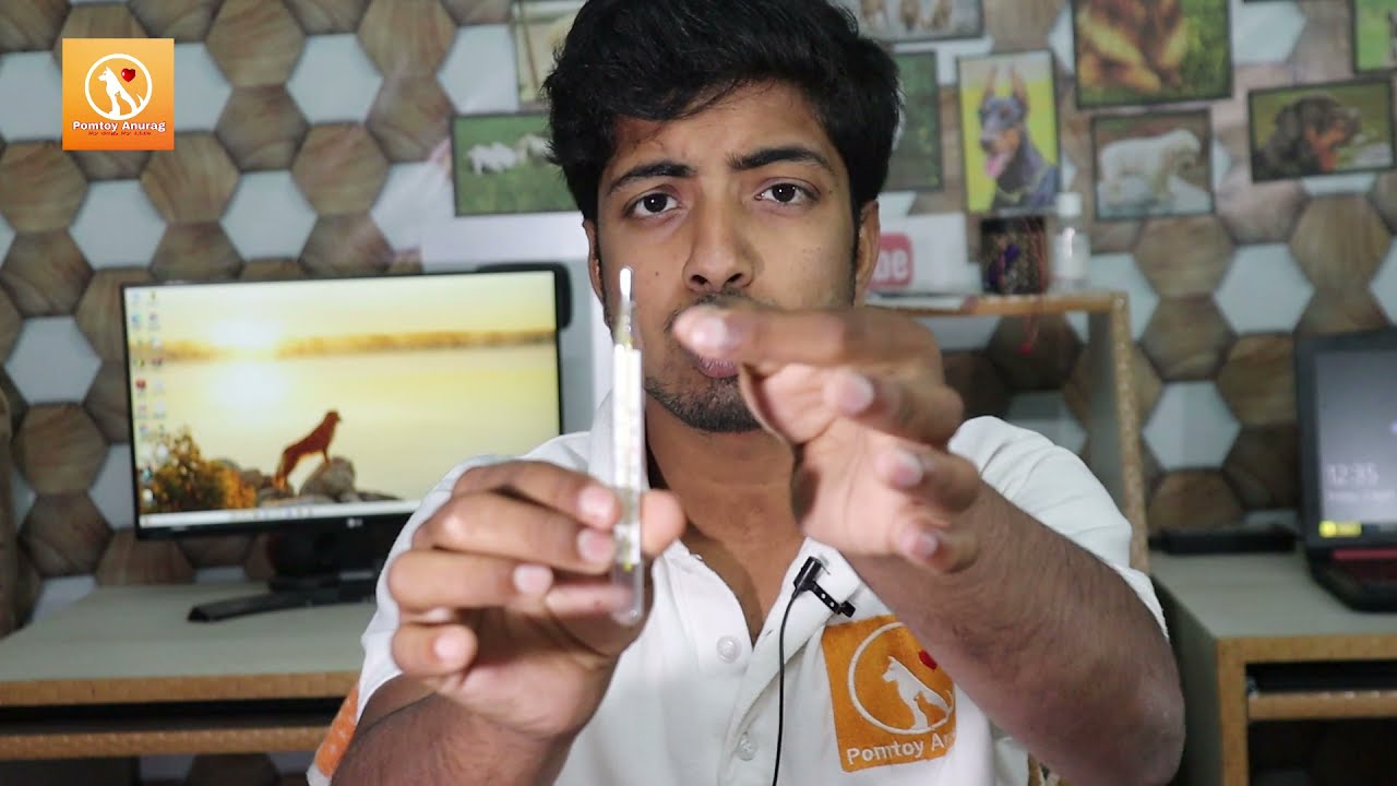 How to use thermometer on dogs to measure body temperature. 