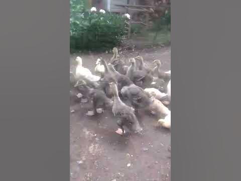 Утята Черри Велли, индоутята Французской линии, гусята Крупно Серой ...