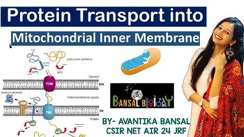 Protein Transport into Mitochondrial Inner Membrane|Post Translational protein sorting|Cell Biology