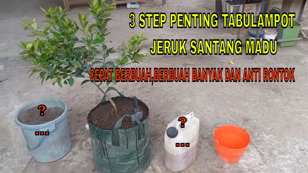 CARA TANAM JERUK SANTANG MADU TABULAMPOT AGAR CEPAT BERBUAH