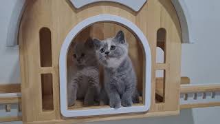 British Shorthair Kittens | 9 weeks old by SnowCastle Cats 161 views 2 months ago 54 seconds