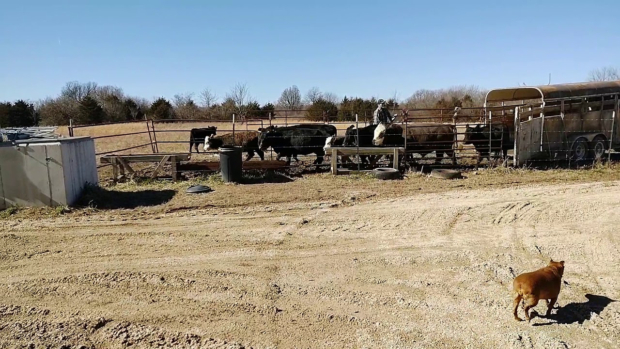 0018 Mitchell's Moving Dexter Cattle YouTube