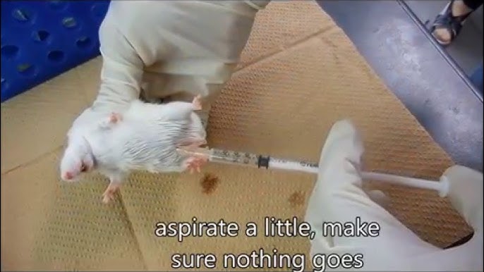 Scientists complete head transplant on a RAT in China