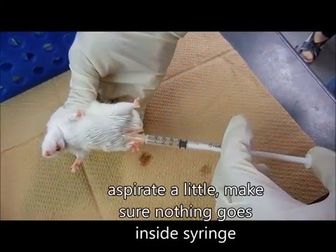 How to do Intraperitoneal injection in Mice