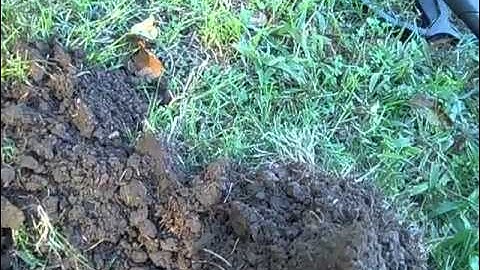 Metal Detecting Silver + More with TejasDigger