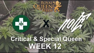 Grow Diaries: 'Eternal Grow x nolE' Progress Unveiled!
