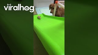 Cute Little Hamster Slides Down Slide || Viralhog