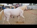 Marwari Horses in Pushkar Mela Video || Marwadi ghoda in pushkar fair, Rajasthan || Horse in India