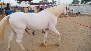 Marwari Horses in Pushkar Mela Video || Marwadi ghoda in pushkar fair, Rajasthan || Horse in India