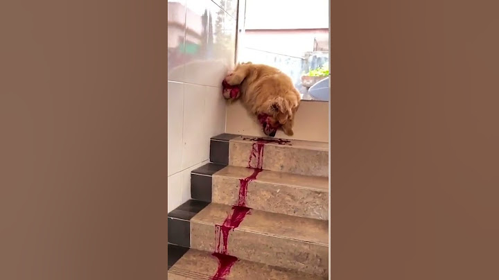 Quando o seu dog destrói a garrafa de groselha | Cachorros Engraçados #shorts