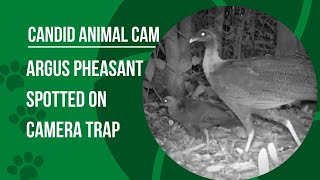 What does a great argus pheasant sound like? | Candid Animal Cam