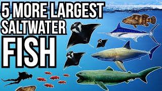 5 More Of The Largest Saltwater Fish In The World