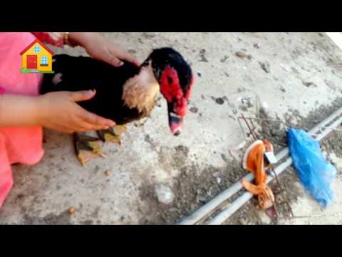 طريقة تزغيط البطه وانتي ة مثبتها تحت رجلك بالطريقه بتاعه زمان