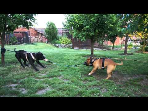 staffordshire bull terrier vs rottweiler american staffy vs rottweiler doovi staffordshire bull terrier vs rottweiler american staffy vs rottweiler doovi
