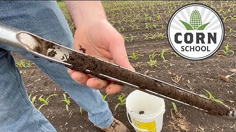 Corn School: Sidedress N strategies for cool conditions
