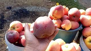 Виноград и яблоки из нашего сада. Собираем урожай.