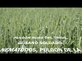 FuturCrop: listado de plagas