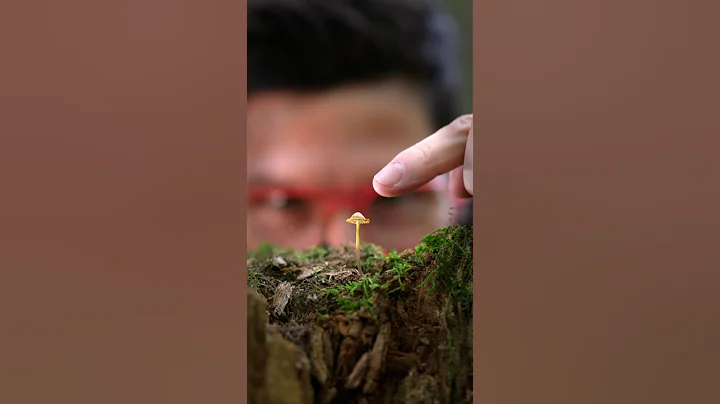 Razor-Sharp Macros: Stacking Focus 📸 🍄‍🟫 #macrophotography