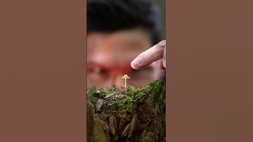 Razor-Sharp Macros: Stacking Focus 📸 🍄‍🟫 #macrophotography