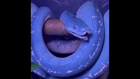 What a spectacular blue "Green Tree Python" yawning! | Snake Planet 🌎_223