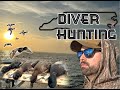 They did it right  nc diver hunting  blue bill limits