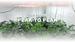 VEG ROOM: PEAK TO PEAK