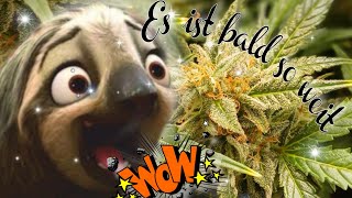 Cream Caramel | Bruce Lemon Sour Diesel bald ! FERTIG ! 