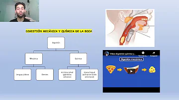 ¿Qué es la digestión química ejemplos?