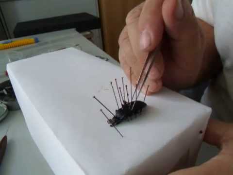 Video: Životný cyklus chrobáka vojaka – Ako identifikovať vajíčka a larvy chrobákov vojaka