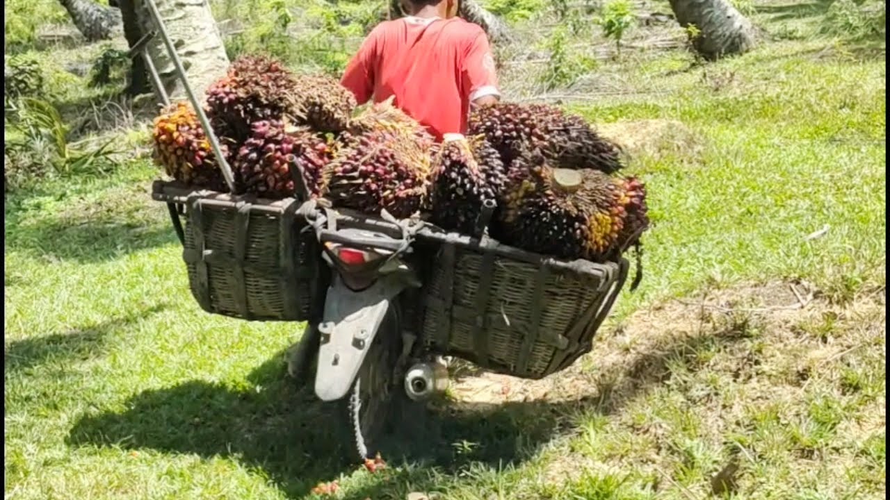 Semua petani sawit akan sukses jika harga TBS masih seperti ini