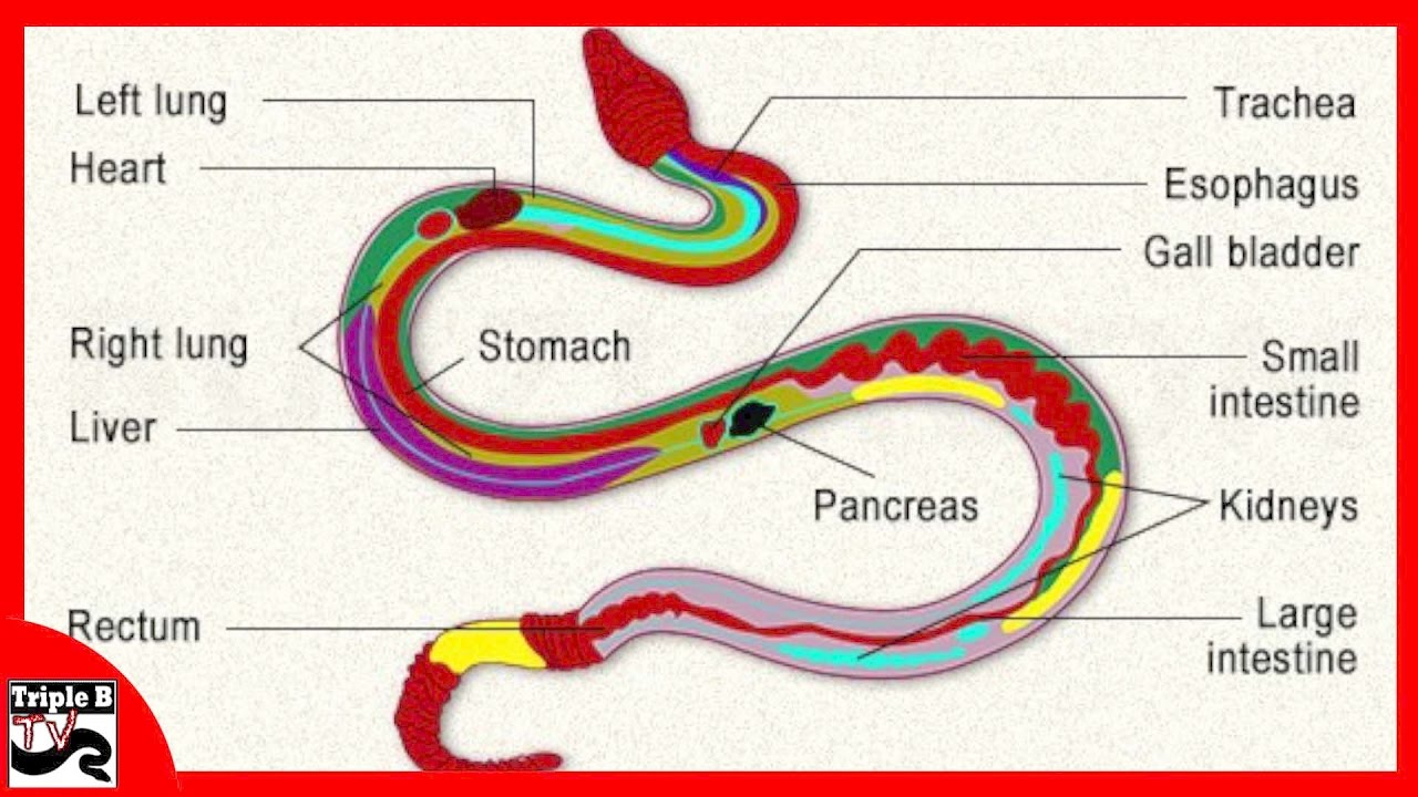 Какое тело у змеи. Внутреннее строение змеи. Пищеварительная система змей схема. Строение пищеварительной системы змеи. Дыхательная система змеи.