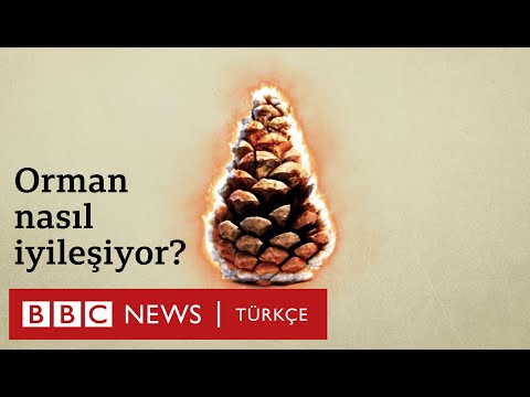 Orman yangın sonrası nasıl iyileşiyor?