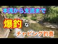 本流から支流まで爆釣なチャビング釣査 矢作川水系
