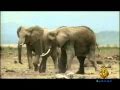 elephants last moments very sad.wmv