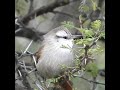 Curutié blanco, Cranioleuca pyrrhophia, Stripe-crowned spinetail. Carpintería, San Luis.