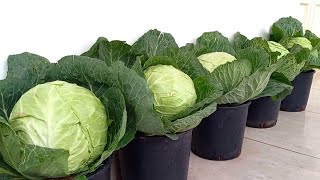 شاهد كيف تتم زراعة الملفوف cabbage cultivation