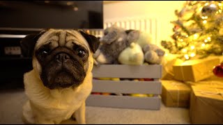 No More Toys ..
Its the time of year for giving .. but what do get dogs that not only have everything .. but have too much of everything?
Give us a thumbs up if you enjoyed the video and Subscribe if youre not already!
Patreon - https://www.patreon.com/thatpugpablo
Instagram - https://www.instagram.com/thatpugpablo/
Licence;
Intro/Outro Music;
Get Outside! - Jason Farnham: https://youtu.be/x1T6QFpd0J4 No More Toys ..
