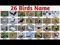 ABC Birds Names for Kids | Learn A to Z Bird Names with Fun Pictures
