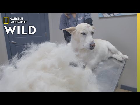 A Dog With Out of Control Shedding | Heartland Docs, DVM
