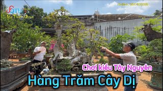 Mê mẩn với hàng trăm cây Kỳ Dị độc đáo và đa dạng trong vườn anh Vũ Nguyễn Pleiku 0973492639