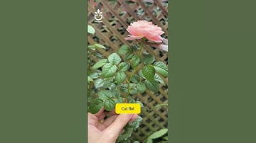 Thumbnail of What is the effect of pruning roses by cutting the buds?#namrose #rose #rosé