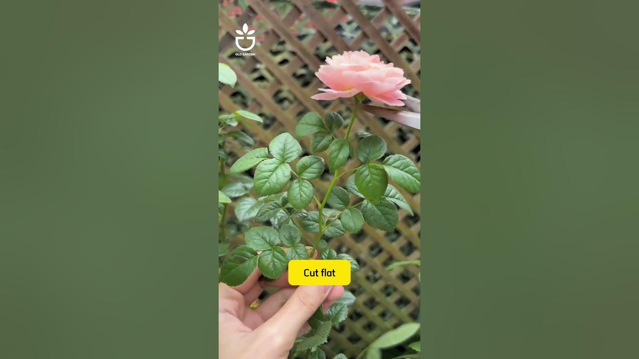 What is the effect of pruning roses by cutting the buds?#namrose #rose #rosé