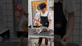 One Trick, From Chaos to Cute!  #petcare #pets #cat #funny #cleaning