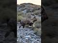 Ibex markhor ibexhunting