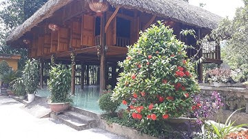 Nhà Sàn Tây Bắc Đẹp Rợp Bóng Cây Xanh Tại Lục Yên - Yên Bái