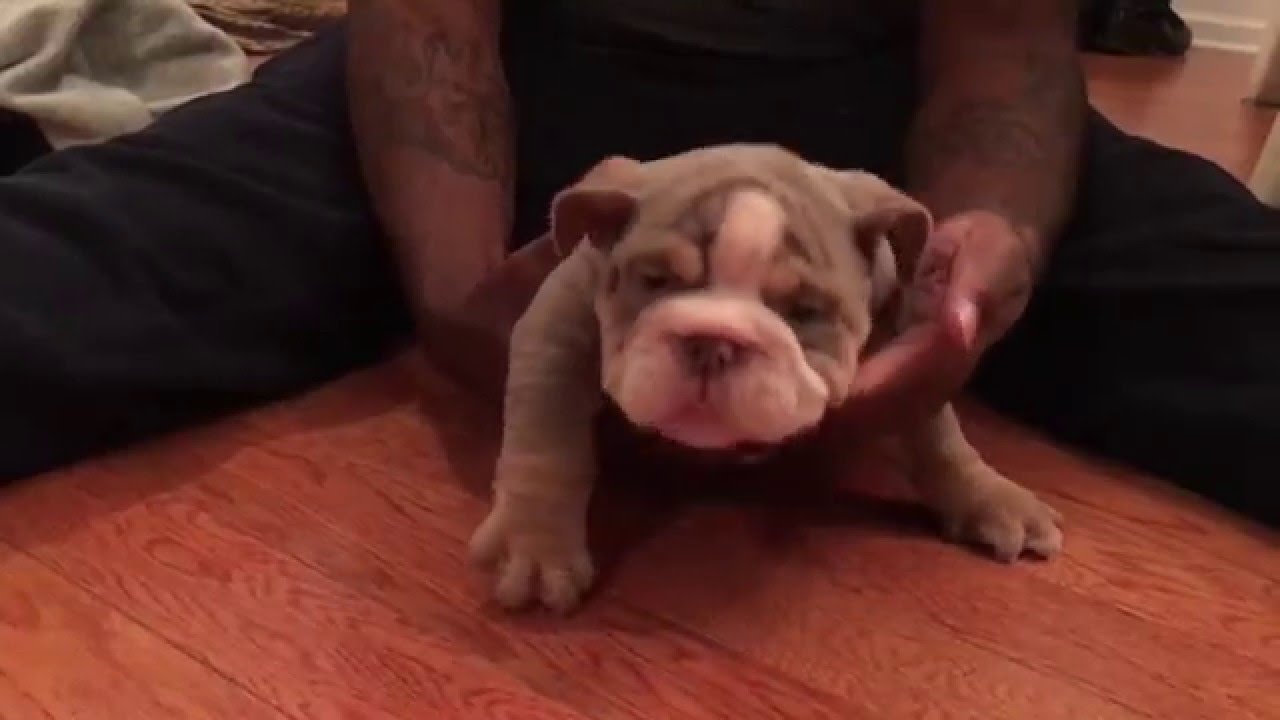 Lilac Tri English Bulldog male sold www.jbbullies.com ...