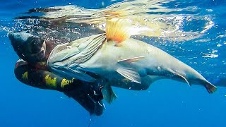 🔝TOP SHOTS💥Spearfishing MASTERPIECE Part 2