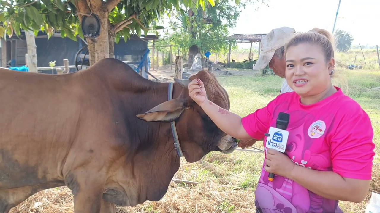 ตะลึง 1 ในล้าน วัวเทพ 3 ตา 3 เขา โผล่ที่สุโขทัย (คลิปฉบับเต็ม)